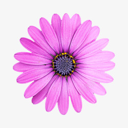 紫色花朵野菊花素材