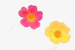 红色的和黄色的花朵素材