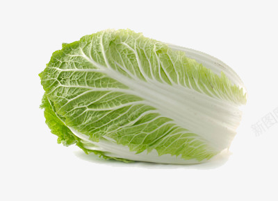 一颗圆白菜png免抠素材_88icon https://88icon.com 新鲜 素菜 营养 蔬菜