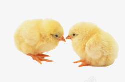 两只小鸡可爱小鸡仔高清图片