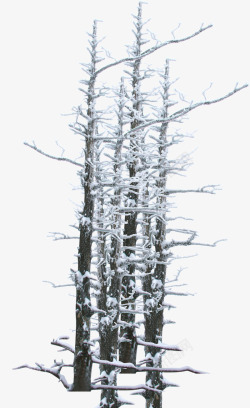 冬天树枝主题马甲海报素材