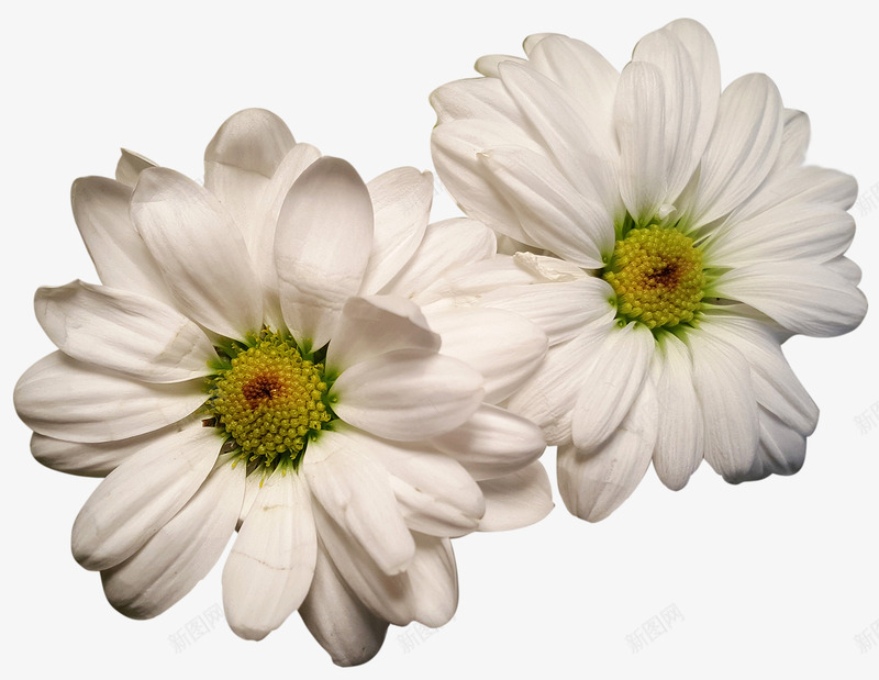 两朵白色小雏菊png免抠素材_88icon https://88icon.com 植物 生物 白色花朵 花 花朵 雏菊