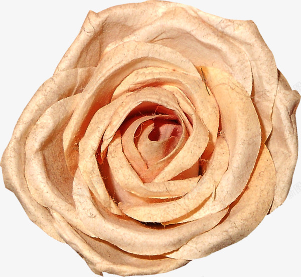 枯萎的玫瑰png免抠素材_88icon https://88icon.com 手绘 漂浮 玫瑰花 装饰 鲜花