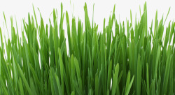 春天绿色小草青草素材