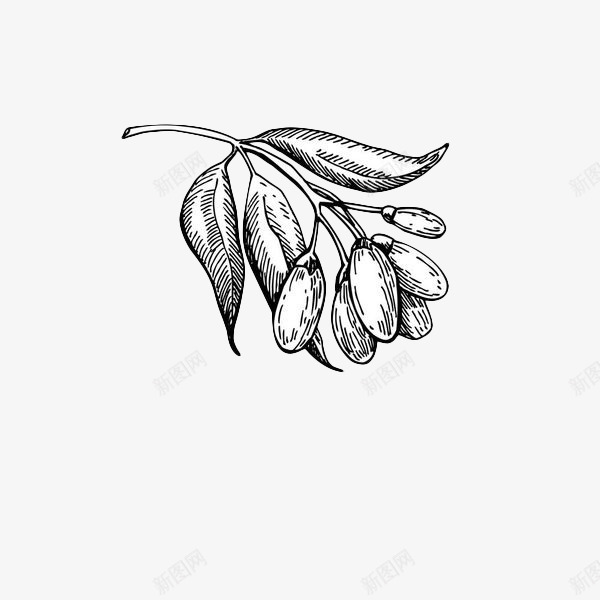 手绘黑色线条枸杞png免抠素材_88icon https://88icon.com 中药 叶子 手绘 果实 枸杞 枸杞子 枸杞鲜果 线条 药材 黑色