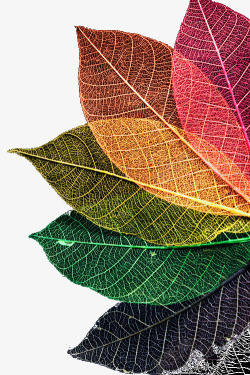 树叶背景纹路矢量图彩色叶子纹理高清图片