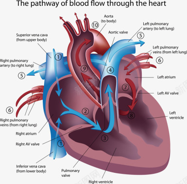 装饰图详细分析的心脏图矢量图图标图标