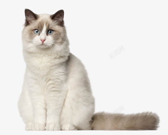 可爱的布偶猫咪png免抠素材_88icon https://88icon.com 可爱 布偶猫咪 猫咪 白色