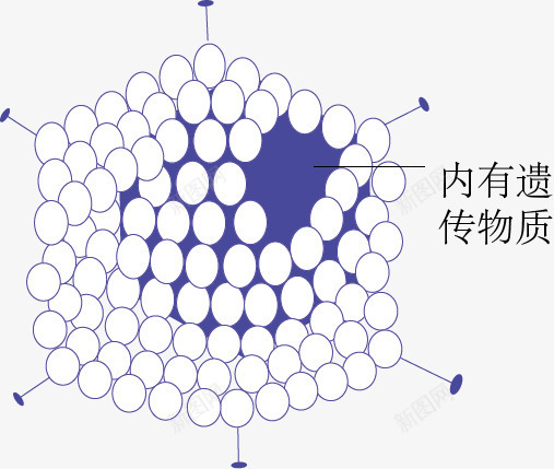 腺病毒示意图png免抠素材_88icon https://88icon.com 生物教学 生物科技 示意图 细胞结构 腺病毒