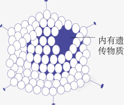 病毒结构图片腺病毒示意图高清图片