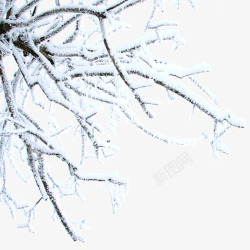 挂雪素材挂雪树枝高清图片