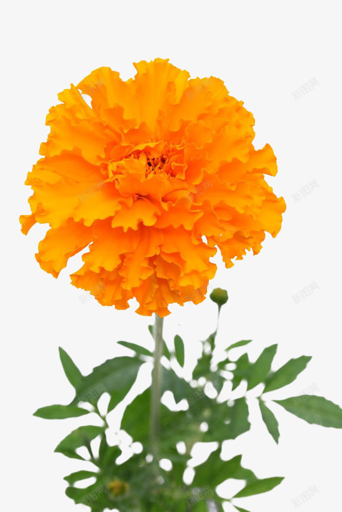 黄色万寿菊png免抠素材_88icon https://88icon.com 万寿菊 植物 花卉 花草 菊花 黄色