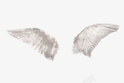 白翅膀鸽子的白翅膀高清图片