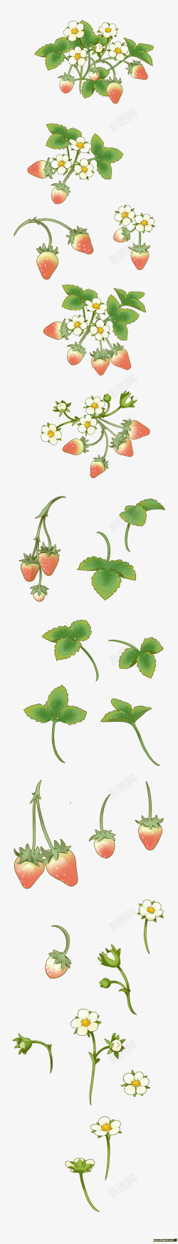 白色花朵绿色叶子草莓素材