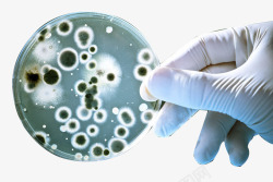 显微镜下的细菌培养皿中的细菌高清图片