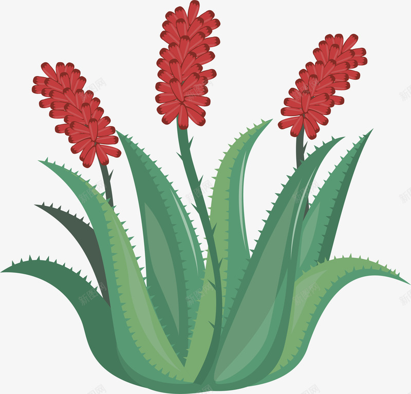 红色芦荟花朵矢量图eps免抠素材_88icon https://88icon.com 矢量png 红色花朵 绿色植物 芦荟 芦荟盆栽 芦荟花朵 矢量图