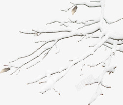 摄影合成白色的雪花树枝素材