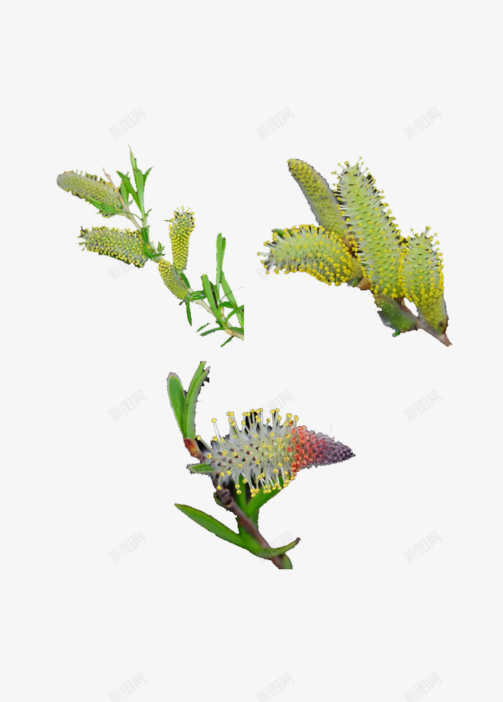 绿色柳树花花朵png免抠素材_88icon https://88icon.com 春意 春色 柳树花 黄色花