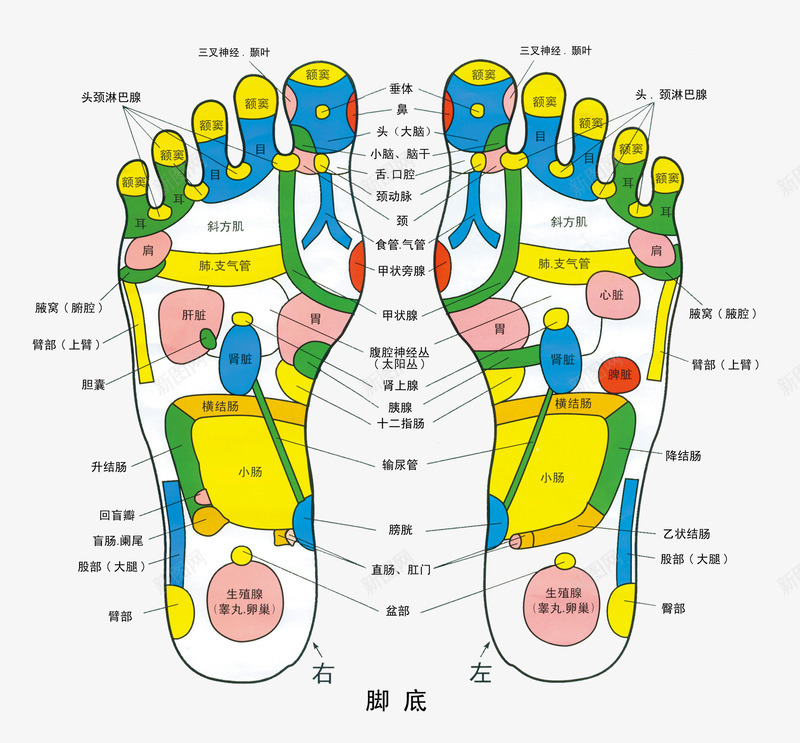 人体足底色彩穴位图png免抠素材_88icon https://88icon.com 中医 人体 人体穴位 养生 明点 粉嫩足底 脚底穴位 色彩穴位图 足底