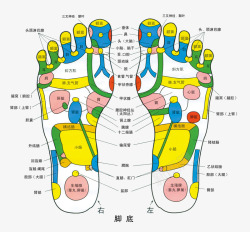 足底穴位人体足底色彩穴位图高清图片