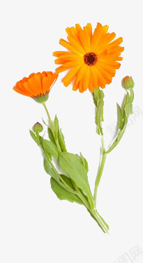 橙色金盏花png免抠素材_88icon https://88icon.com 化妆品装饰 植物 橙色 金盏花 鲜花