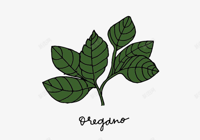 手绘草药png免抠素材_88icon https://88icon.com 手绘图片 植物 草药 薄荷叶