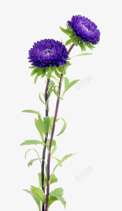 紫色中国风菊花植物素材