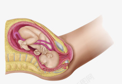 胚胎里的胎儿素材