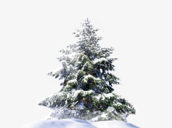 矢量柏树素材雪堆里的树高清图片
