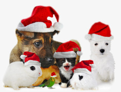 圣诞帽子可爱小狗素材