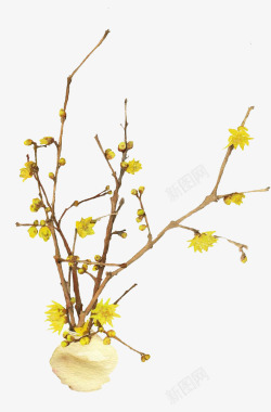 黄色文艺植物腊梅树高清图片
