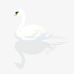 白色鸭子游泳的鸭子高清图片