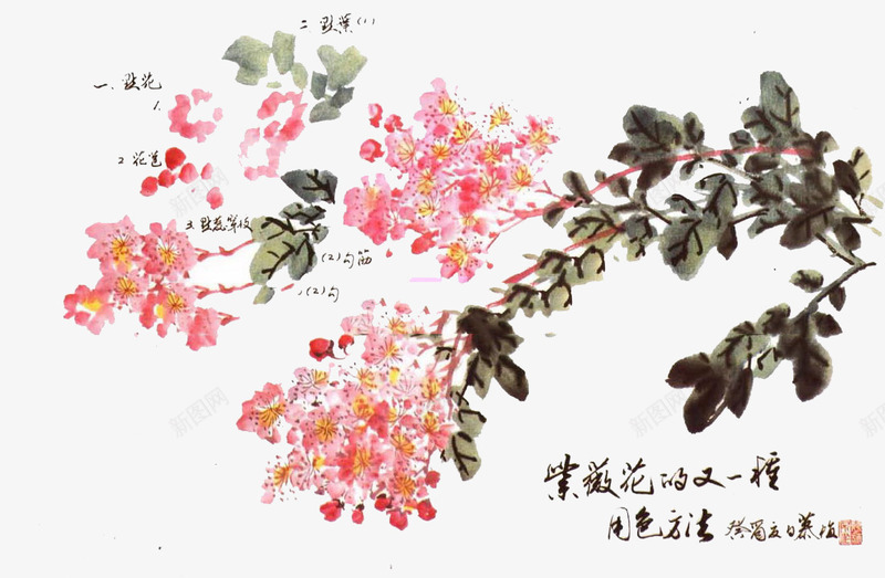 紫薇花png免抠素材_88icon https://88icon.com 插画 粉红色 紫薇 紫薇花