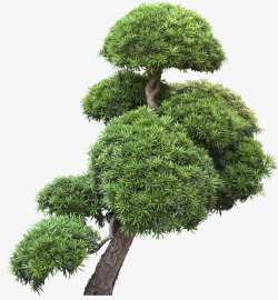 绿色松树盆栽素材