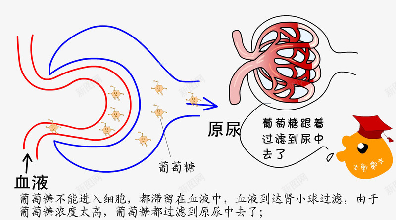 糖尿病原理png免抠素材_88icon https://88icon.com 病人 糖尿病 糖尿病原理 葡萄糖 血液 血糖