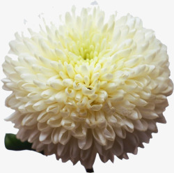 白色菊花团素材