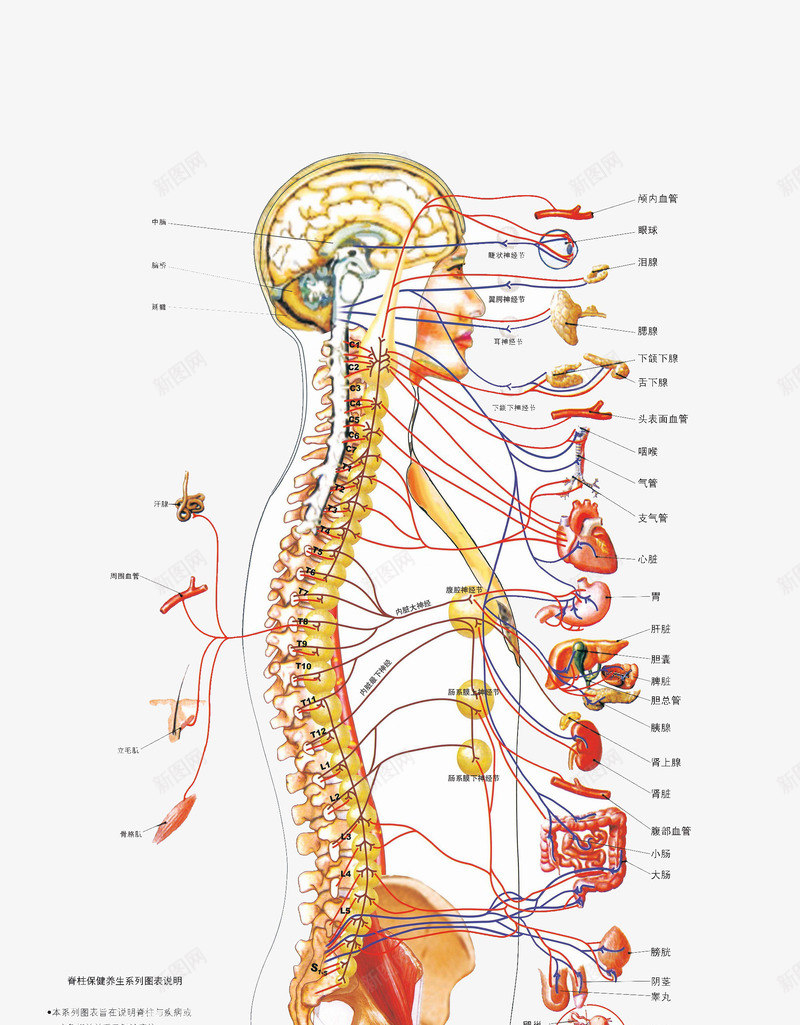 人体骨骼png免抠素材_88icon https://88icon.com 人体 医学 医疗 彩线 矢量人骨 细线 骨骼说明