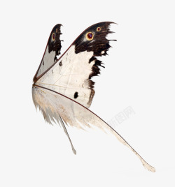 白色蝴蝶翅膀素材