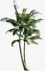 海滩两颗椰子树素材