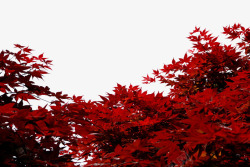 红色枫叶美景素材