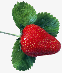 带露珠的草莓绿色叶子素材