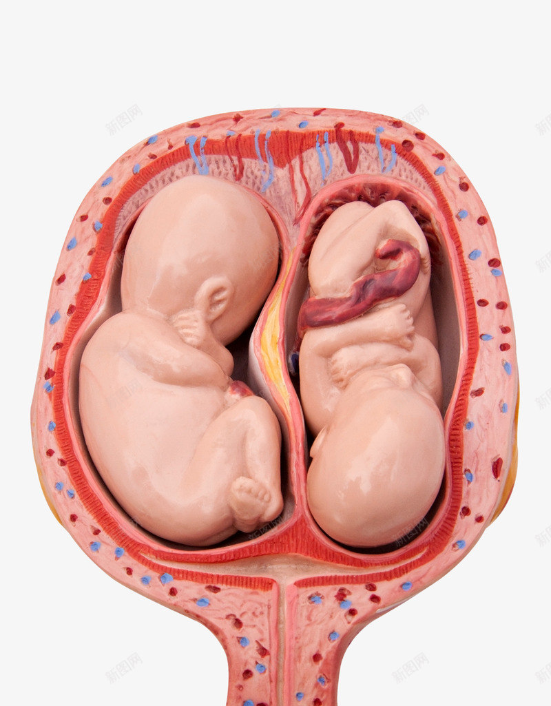 胚胎里的婴儿png免抠素材_88icon https://88icon.com 出生 婴儿 宝宝 小娃娃 新生儿 母婴 胎儿 胚胎 脐带 脐带血 诞生 降临
