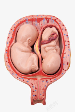 脐带血胚胎里的婴儿高清图片