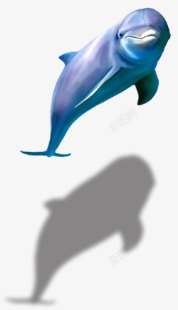 高清海豚海豚高清图片