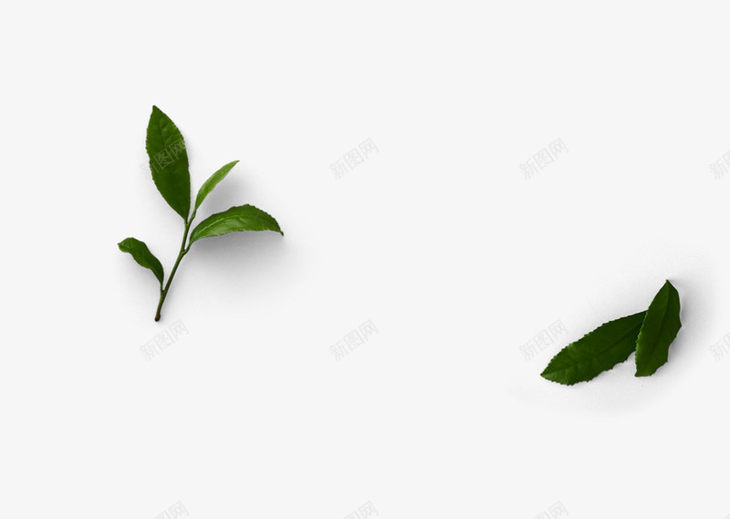 绿色薄荷叶png免抠素材_88icon https://88icon.com 叶子 树叶 绿色 薄荷叶