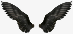 黑色的翅膀素材