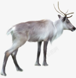 白色鹿圣诞鹿素材
