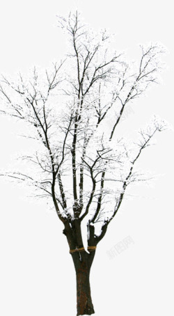 白色雪天美景大树素材