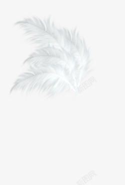 白色清新羽毛装饰图案素材