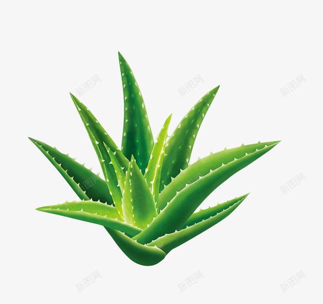 绿色盆栽png免抠素材_88icon https://88icon.com 植物 盆栽 绿色 芦荟 芦荟汁